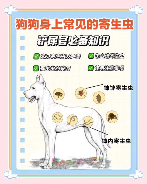 黑水虻是什么虫，有什么利用价值，黑水虻是什么虫,有什么利用价值呢-第5张图片-优品飞百科