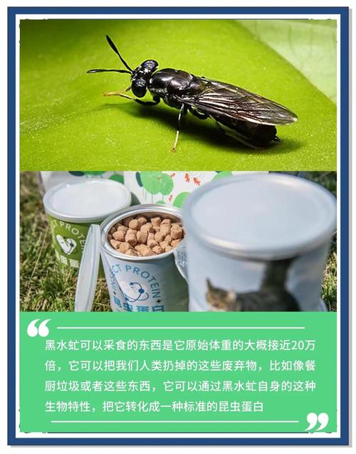 黑水虻是什么虫，有什么利用价值，黑水虻是什么虫,有什么利用价值呢-第6张图片-优品飞百科