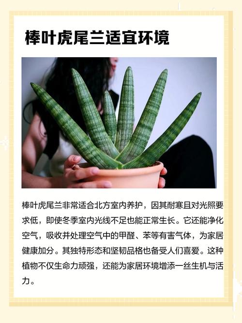 棒叶虎尾兰如何养殖，棒叶虎尾兰的风水作用