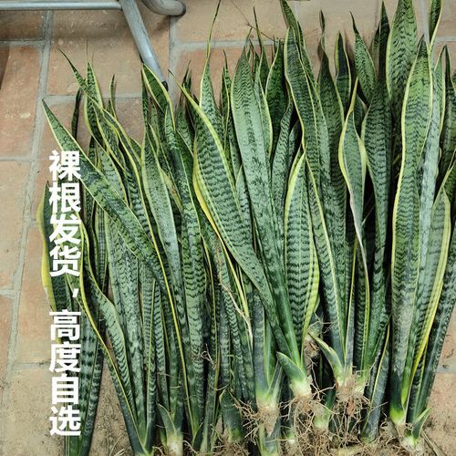 棒叶虎尾兰如何养殖，棒叶虎尾兰的风水作用-第2张图片-优品飞百科