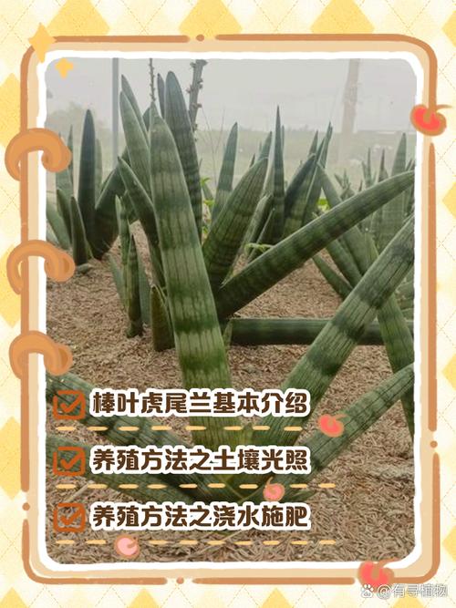 棒叶虎尾兰如何养殖，棒叶虎尾兰的风水作用-第3张图片-优品飞百科