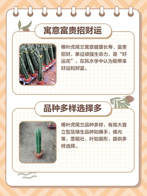 棒叶虎尾兰如何养殖，棒叶虎尾兰的风水作用-第4张图片-优品飞百科