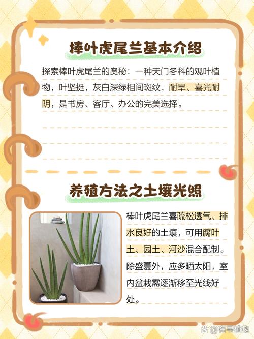 棒叶虎尾兰如何养殖，棒叶虎尾兰的风水作用-第5张图片-优品飞百科