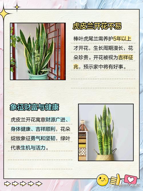 棒叶虎尾兰如何养殖，棒叶虎尾兰的风水作用-第6张图片-优品飞百科