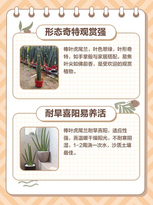 棒叶虎尾兰如何养殖，棒叶虎尾兰的风水作用-第7张图片-优品飞百科