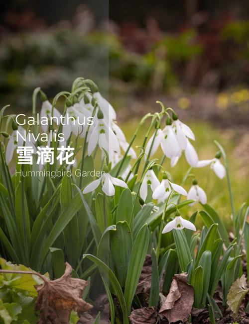 雪滴花怎么养长得好，雪滴花怎么养长得好看-第2张图片-优品飞百科