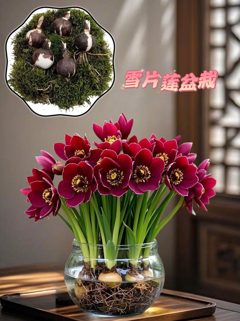 雪滴花怎么养长得好，雪滴花怎么养长得好看-第3张图片-优品飞百科