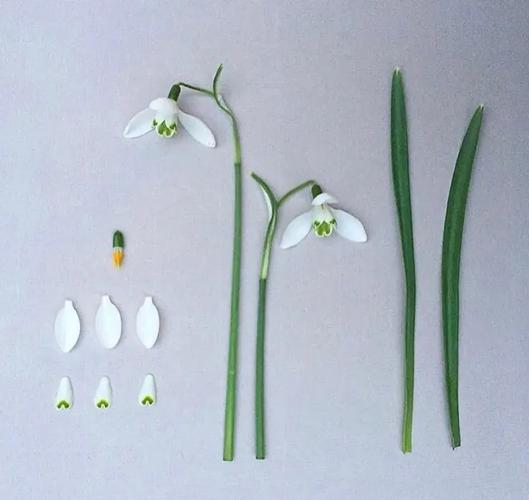雪滴花怎么养长得好，雪滴花怎么养长得好看-第5张图片-优品飞百科
