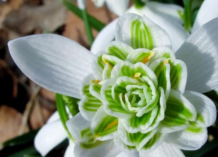 雪滴花怎么养长得好，雪滴花怎么养长得好看-第7张图片-优品飞百科