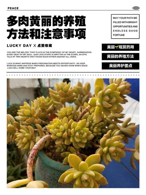 黄丽秋天怎么养，黄丽养护？