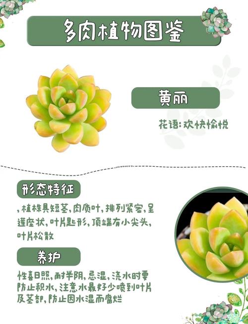 黄丽秋天怎么养,黄丽养护?-第5张图片-优品飞百科 黄丽秋天怎么养,黄丽养护?-第5张图片-优品飞百科
