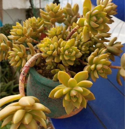 黄丽秋天怎么养,黄丽养护?-第6张图片-优品飞百科 黄丽秋天怎么养,黄丽养护?-第6张图片-优品飞百科