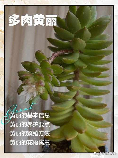 黄丽秋天怎么养,黄丽养护?-第7张图片-优品飞百科 黄丽秋天怎么养,黄丽养护?-第7张图片-优品飞百科