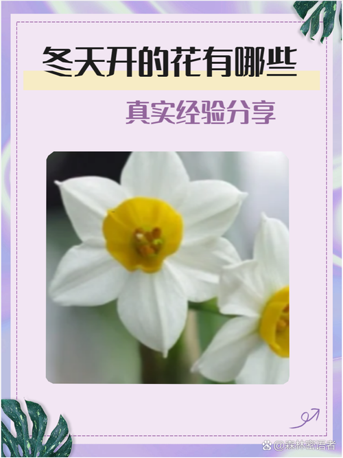 如何使火烧花在圣诞节开花？火烧花什么时候开花？