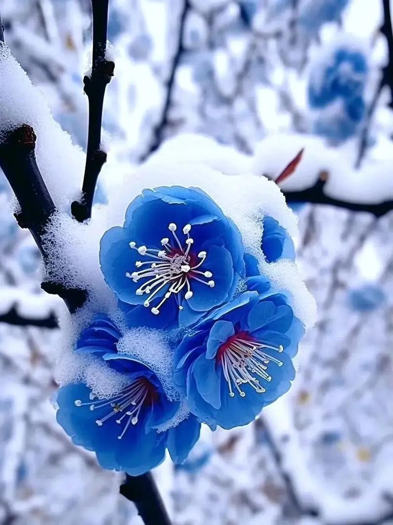 如何使火烧花在圣诞节开花？火烧花什么时候开花？-第2张图片-优品飞百科
