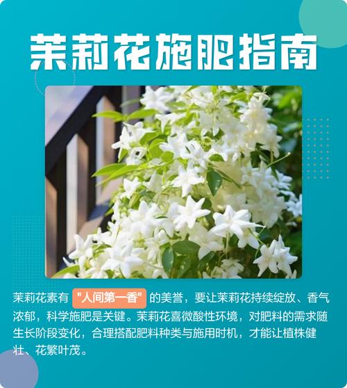 素方花的养殖方法及注意事项,素方花的功效与作用-第2张图片-优品飞百科 素方花的养殖方法及注意事项,素方花的功效与作用-第2张图片-优品飞百科
