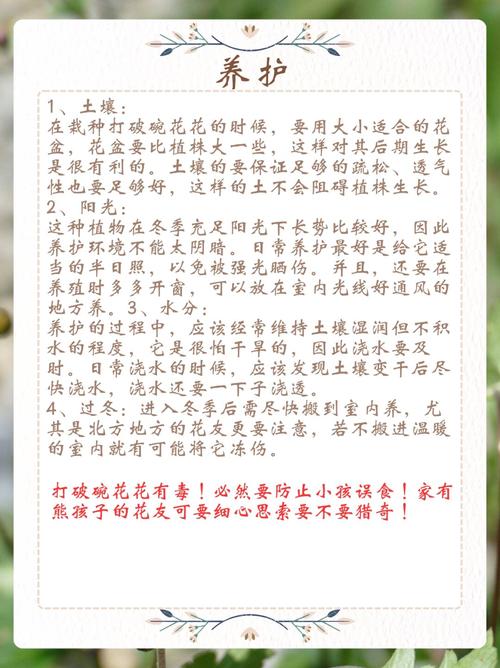 打破碗花怎么养，打破碗花的功效与作用？