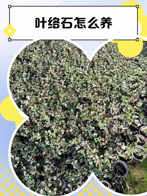 花叶络石的病虫害及其防治，花叶络石的养护以及注意事项