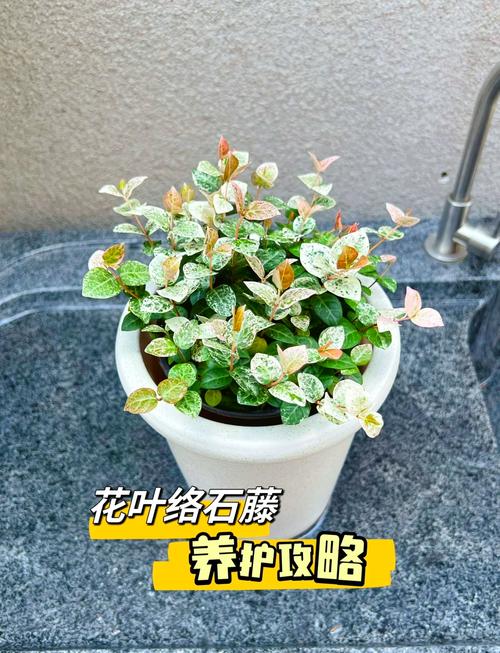 花叶络石的病虫害及其防治,花叶络石的养护以及注意事项-第2张图片-优品飞百科 花叶络石的病虫害及其防治,花叶络石的养护以及注意事项-第2张图片-优品飞百科