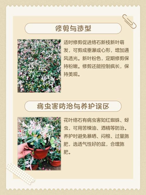 花叶络石的病虫害及其防治,花叶络石的养护以及注意事项-第3张图片-优品飞百科 花叶络石的病虫害及其防治,花叶络石的养护以及注意事项-第3张图片-优品飞百科
