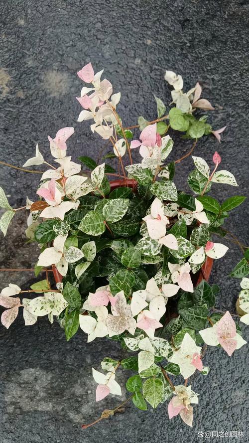 花叶络石的病虫害及其防治,花叶络石的养护以及注意事项-第5张图片-优品飞百科 花叶络石的病虫害及其防治,花叶络石的养护以及注意事项-第5张图片-优品飞百科