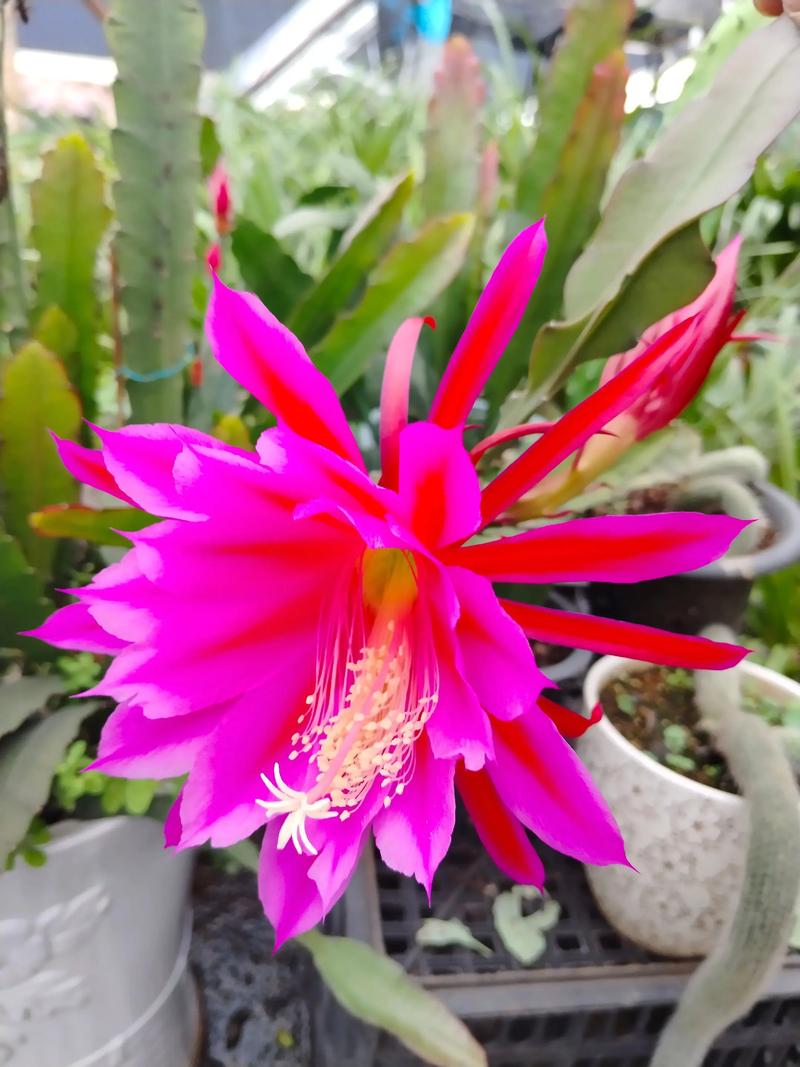 雏菊的病害防治，雏菊的病害防治措施-第3张图片-优品飞百科