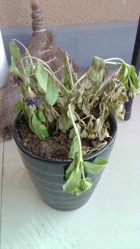 雏菊的病害防治，雏菊的病害防治措施-第5张图片-优品飞百科