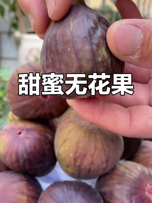 无花果的结果事宜？无花果要结果是什么样子？