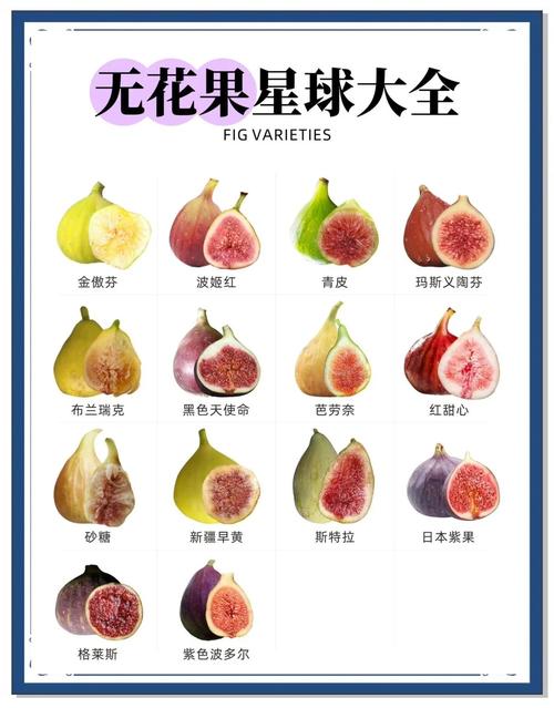 无花果的结果事宜？无花果要结果是什么样子？-第4张图片-优品飞百科