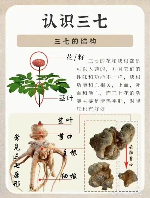 三七的功效与作用，天麻的功效与作用-第4张图片-优品飞百科