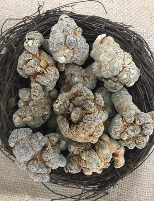 三七的功效与作用，天麻的功效与作用-第5张图片-优品飞百科