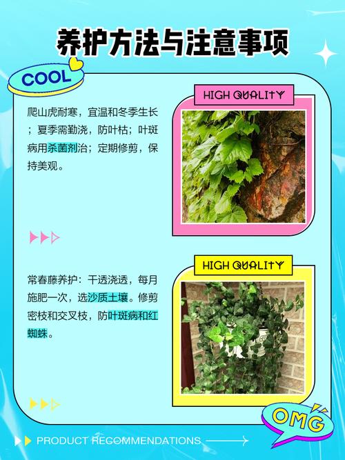 爬山虎和常春藤怎么区分，爬山虎 常春藤的不同？
