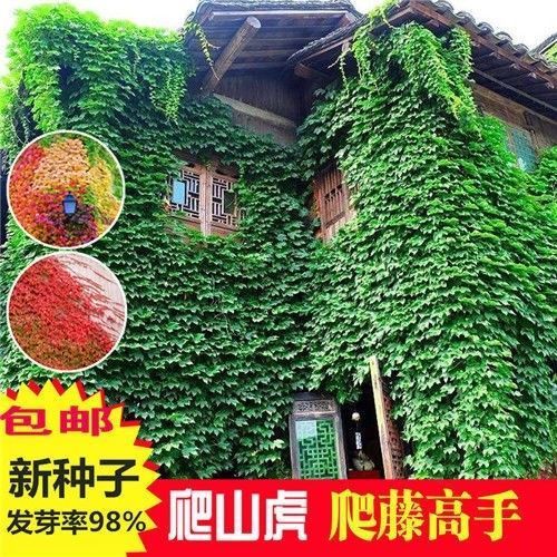 爬山虎和常春藤怎么区分，爬山虎 常春藤的不同？-第2张图片-优品飞百科