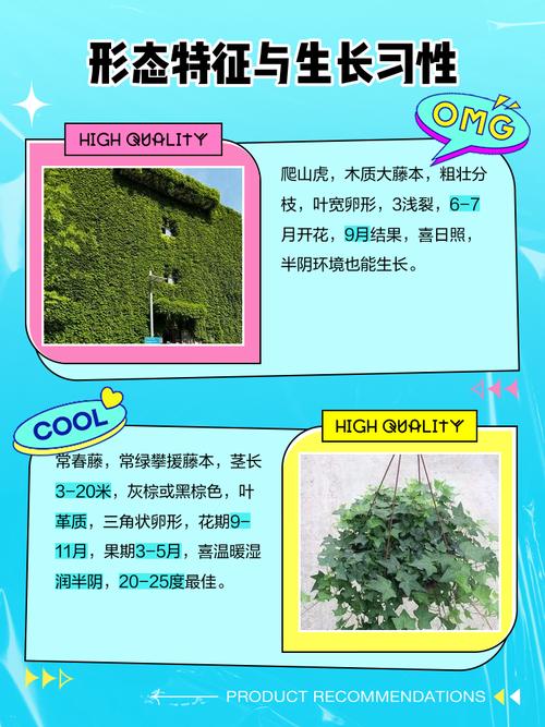爬山虎和常春藤怎么区分，爬山虎 常春藤的不同？-第4张图片-优品飞百科