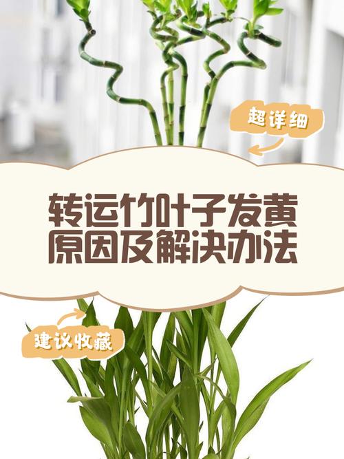 竹子叶子发黄什么原因，怎么补救，竹子叶发黄什么原因如何治疗-第2张图片-优品飞百科