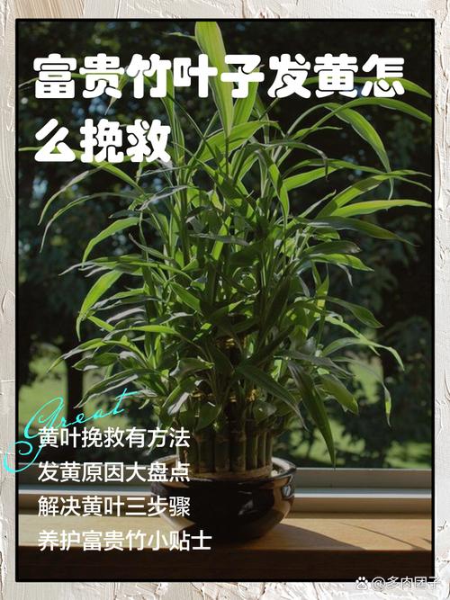 竹子叶子发黄什么原因，怎么补救，竹子叶发黄什么原因如何治疗-第3张图片-优品飞百科