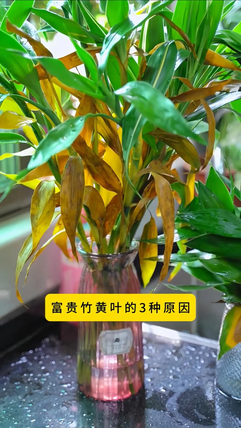 竹子叶子发黄什么原因，怎么补救，竹子叶发黄什么原因如何治疗-第4张图片-优品飞百科
