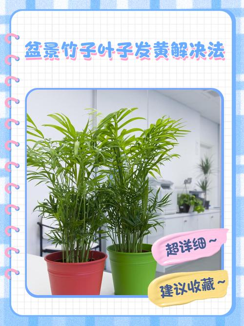 竹子叶子发黄什么原因，怎么补救，竹子叶发黄什么原因如何治疗-第5张图片-优品飞百科