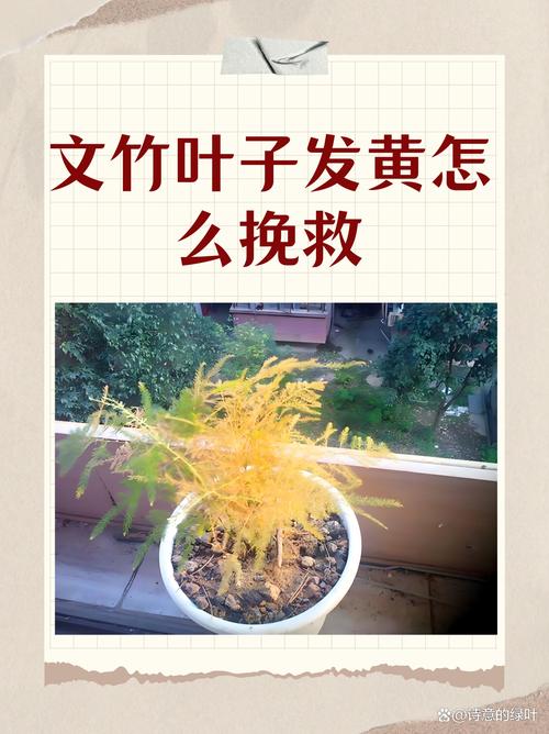 竹子叶子发黄什么原因，怎么补救，竹子叶发黄什么原因如何治疗-第6张图片-优品飞百科