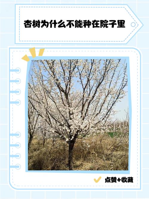 院里有杏树是吉是凶？院里有杏树咋化解？-第5张图片-优品飞百科