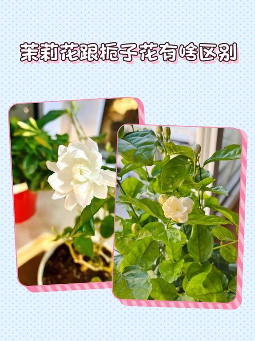 栀子花和茉莉的区别，栀子花和茉莉的区别在哪里？