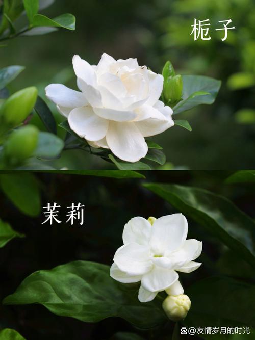 栀子花和茉莉的区别，栀子花和茉莉的区别在哪里？-第2张图片-优品飞百科
