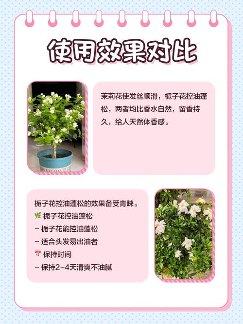 栀子花和茉莉的区别，栀子花和茉莉的区别在哪里？-第3张图片-优品飞百科