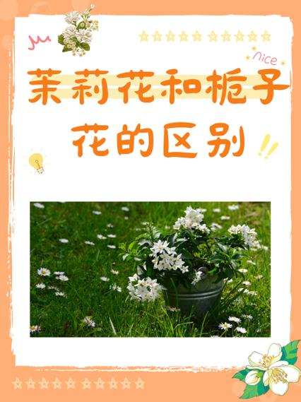 栀子花和茉莉的区别，栀子花和茉莉的区别在哪里？-第4张图片-优品飞百科