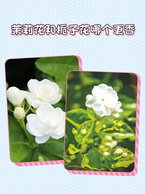 栀子花和茉莉的区别，栀子花和茉莉的区别在哪里？-第5张图片-优品飞百科