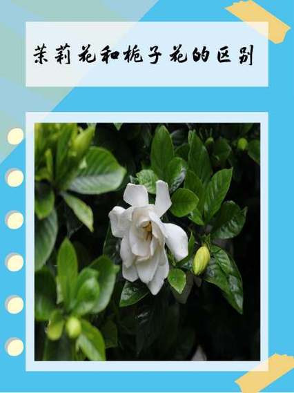 栀子花和茉莉的区别，栀子花和茉莉的区别在哪里？-第6张图片-优品飞百科