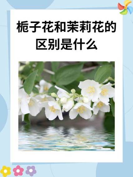 栀子花和茉莉的区别，栀子花和茉莉的区别在哪里？-第7张图片-优品飞百科