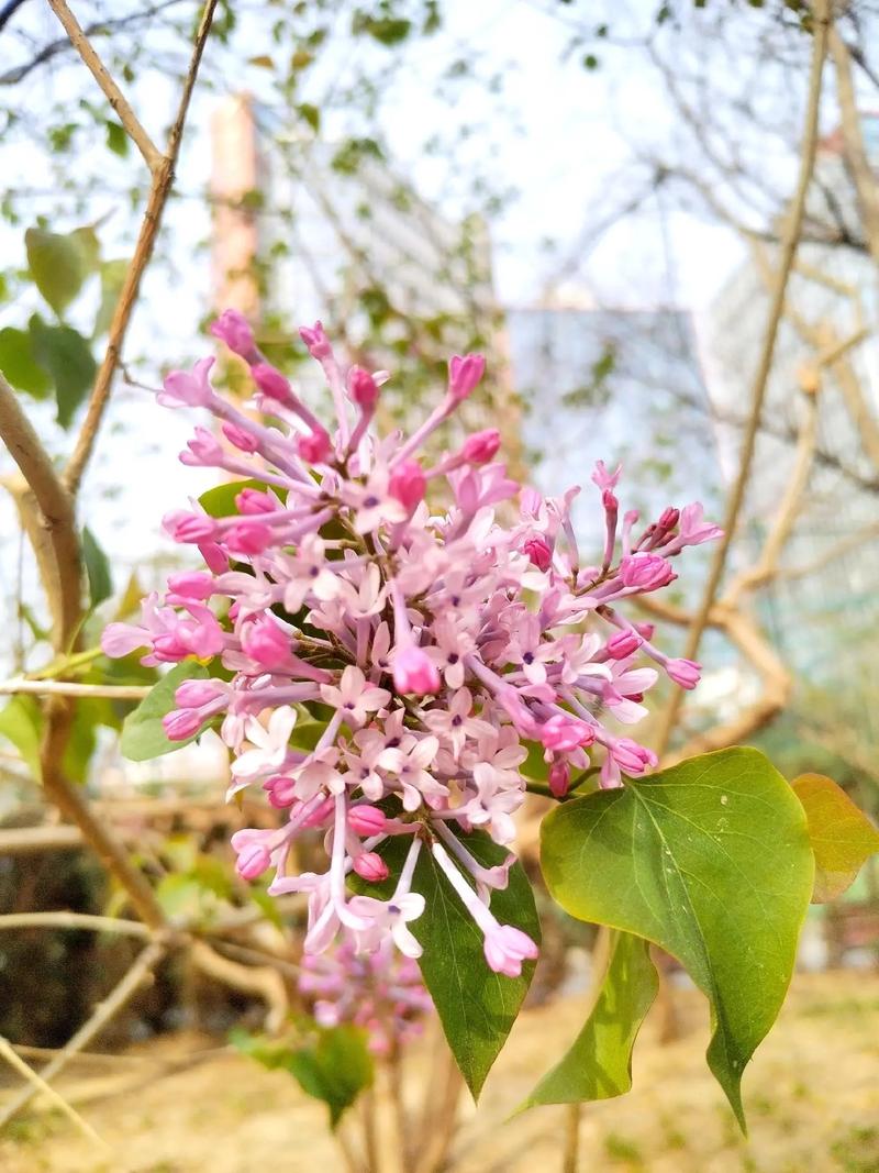 狗牙花的价值，狗牙花费用贵吗？
