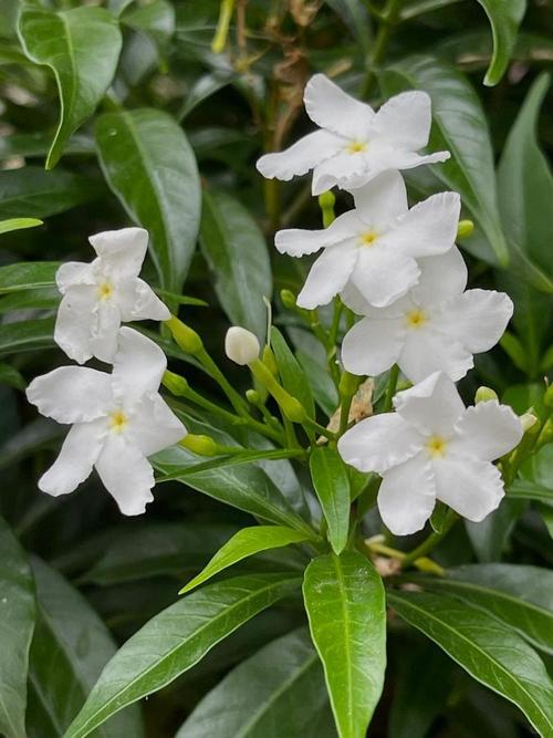 狗牙花的价值，狗牙花费用贵吗？-第2张图片-优品飞百科
