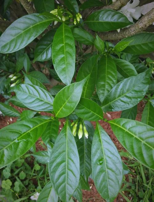 狗牙花的价值，狗牙花费用贵吗？-第3张图片-优品飞百科